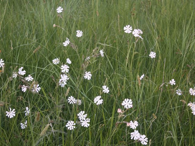 Silene bellidioides in grassland