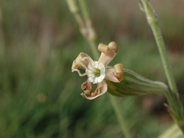 Silene bellidoides flower pod 4