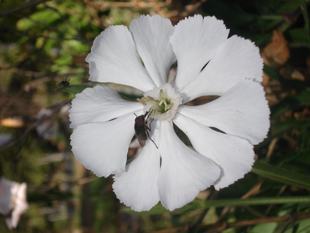 Silene bellidoides flower
