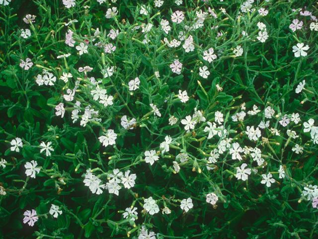 Silene bellidoides flowers 2