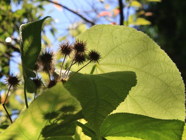 Sparrmannia africana leaves and pods
