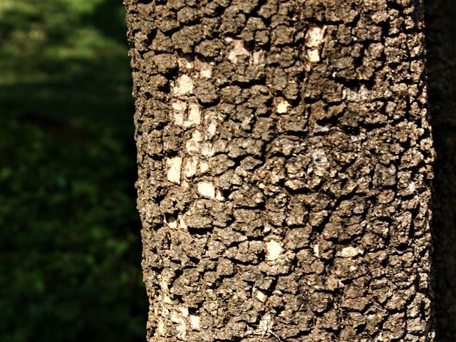 Spirostachys africana dark brown bark cracked in blocks