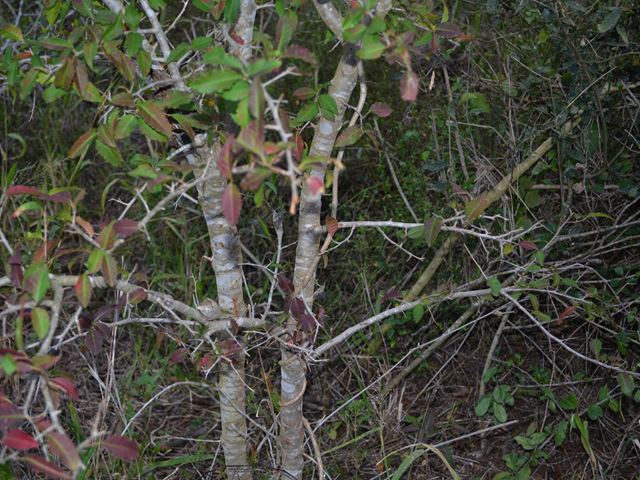 Spirostachys africana young sapling Tambotie Jumping Bean Tree