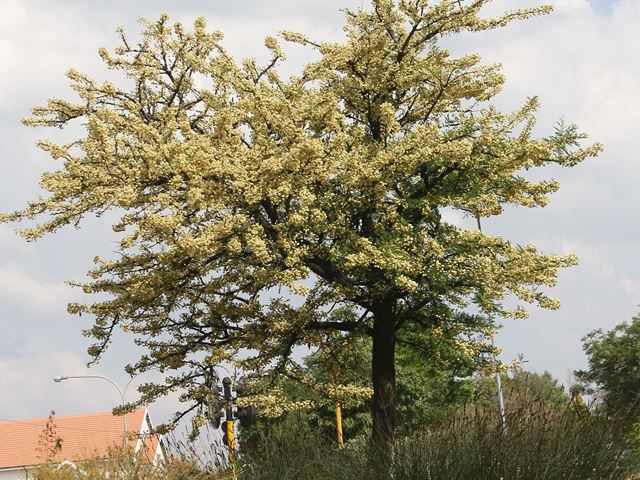 Splendid Acacia Vachellia robusta Enkeldoring