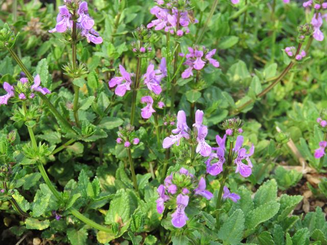 Stachys aethiopica pink indigenous groundcovers with flowers