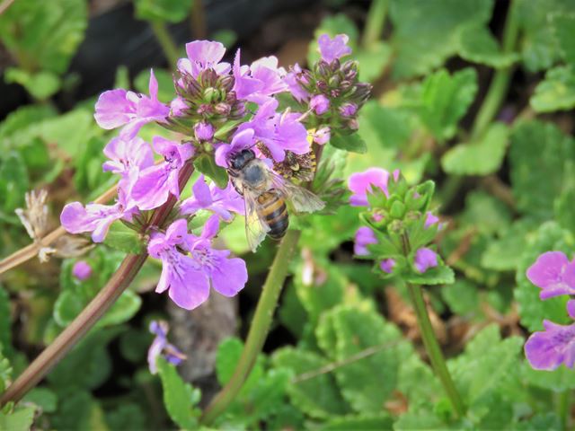Stachys aethiopica pink plants for hanging baskets