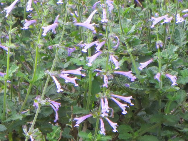 Stachys tubulosa flower leaves 2