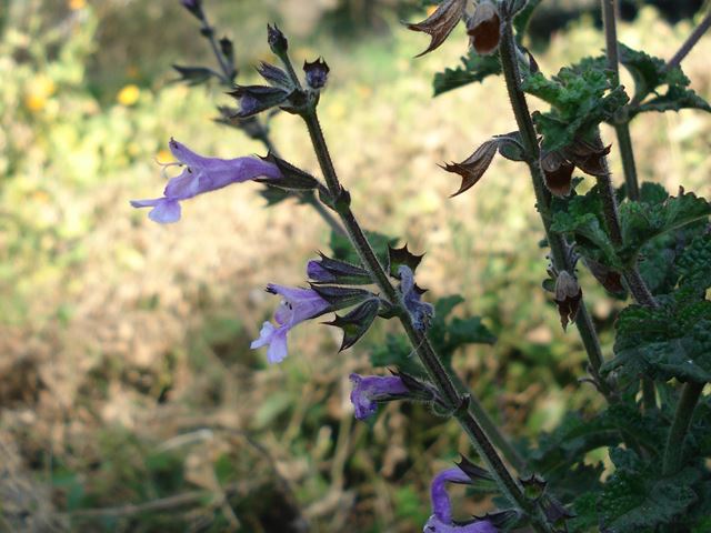 Stachys tubulosa flower leaves