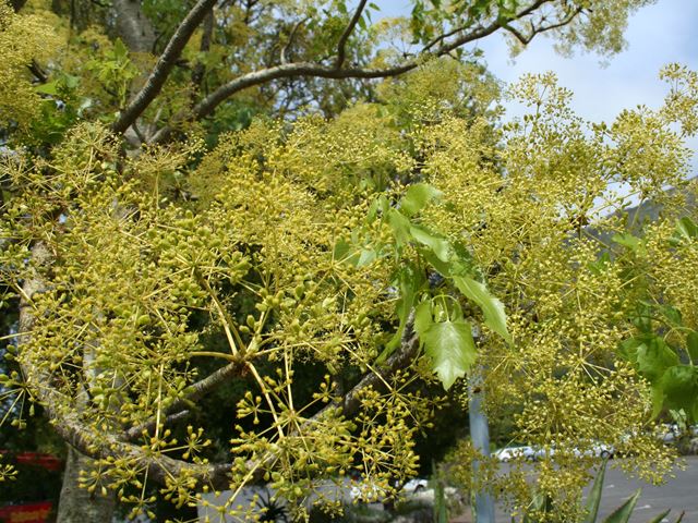 Steganotaenia araliacea aromatic leaves and flowers