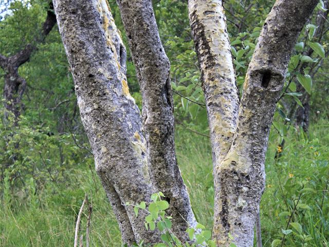 Steganotaenia araliacea bark on stem