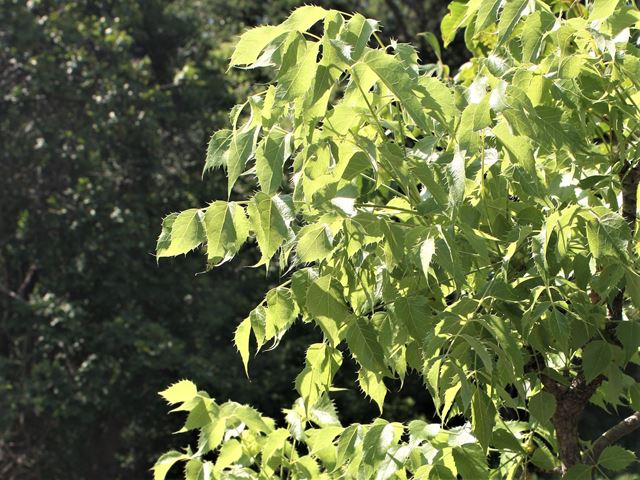 Steganotaenia araliacea family Apiaceae