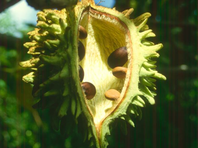 Sterculia murex seed pod 2