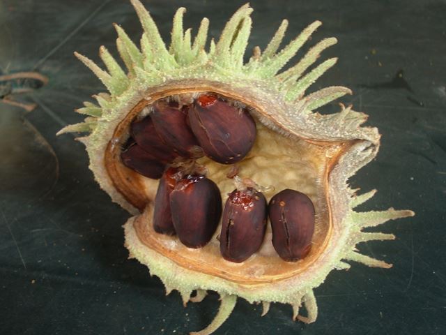 Sterculia murex seed