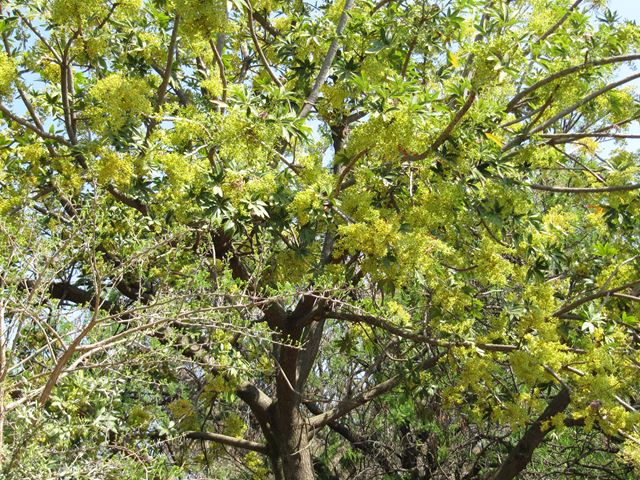 Sterculia murex tree 3