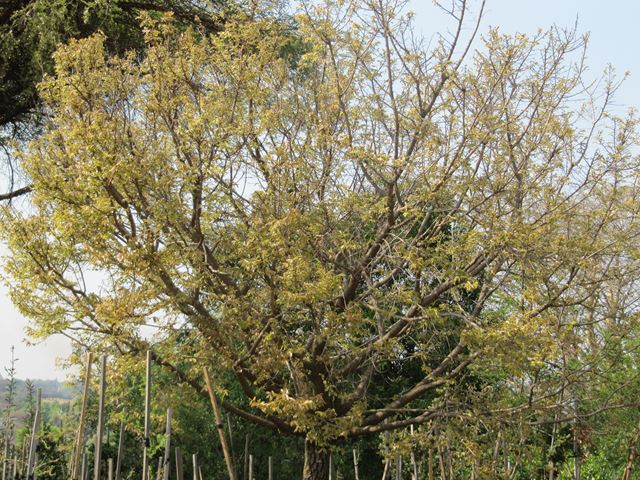 Sterculia murex tree 4