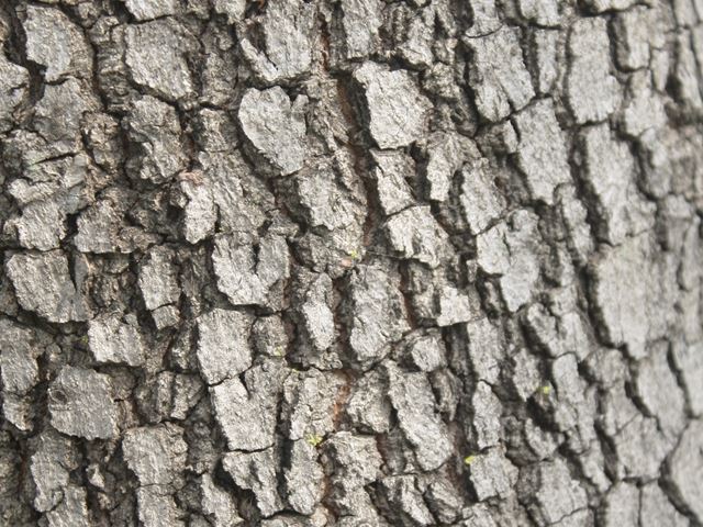 Sterculia murex tree bark