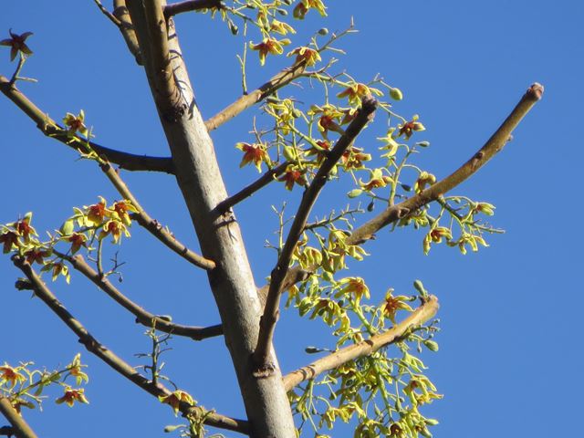 Sterculia murex tree branches