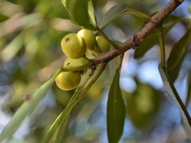 Stompblaarvy Ficus craterostoma Stalked fruit