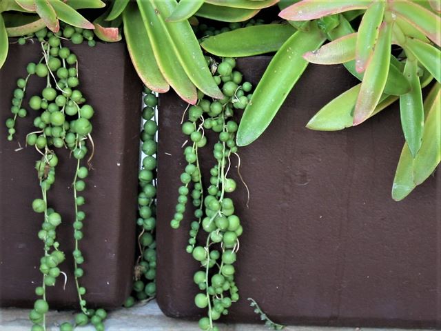 String of Pearls Curio roeleanus succulent