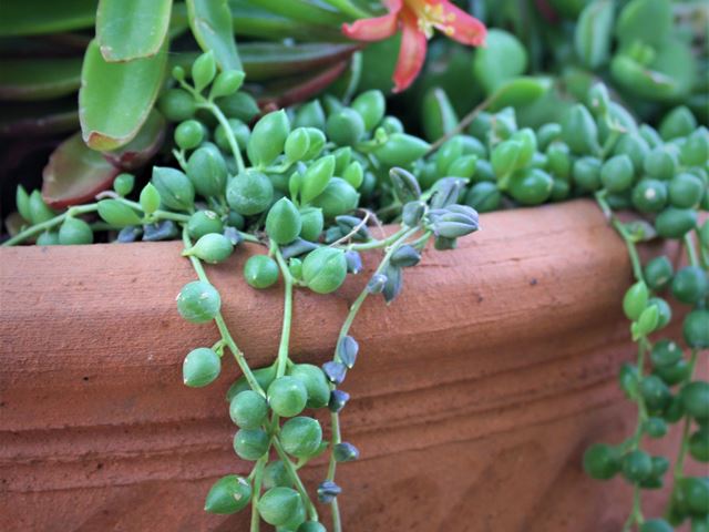 String of Pearls and red flowered succulent plants for containers