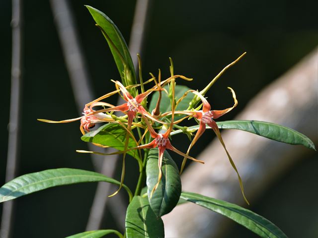 Strophanthus speciosus amaSebele used in traditional medicine