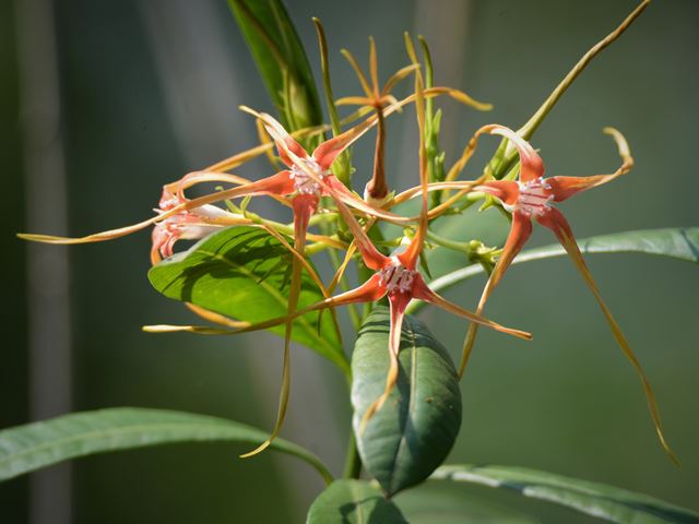 Strophanthus speciosus unusual spidery orange flowers