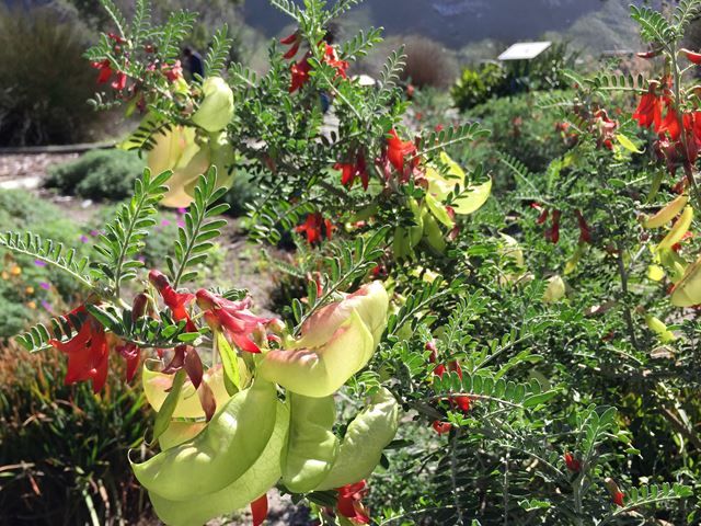 Sutherlandia frutescens Lessertia pods and flowers