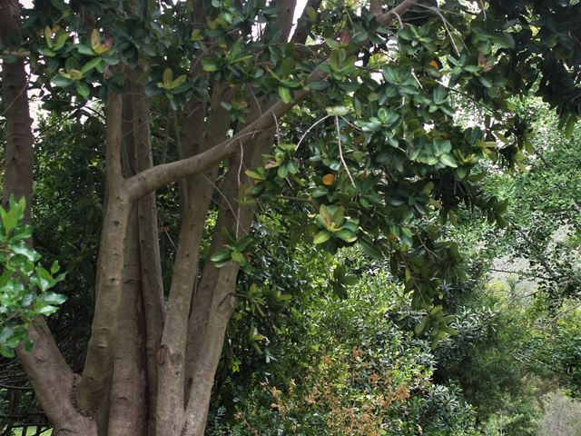 Syzigium cordatum evergreen tree in landscape