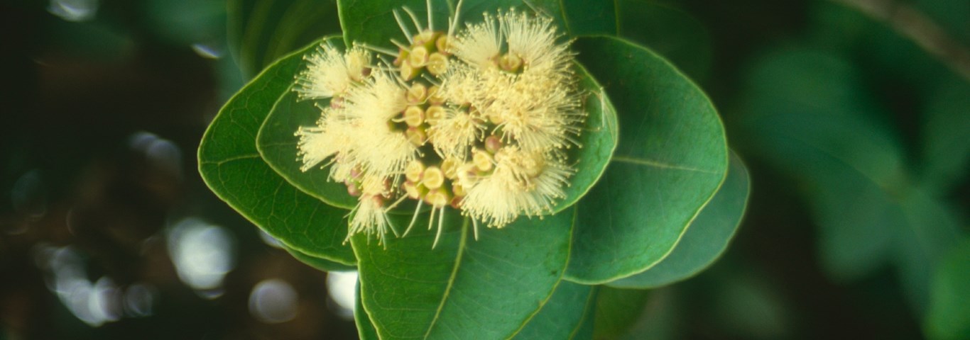 Syzygium cordatum