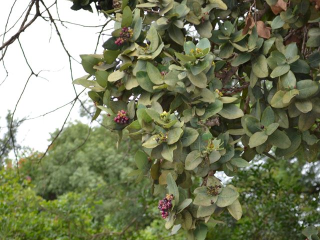 Syzigium cordatum leaves and fruit