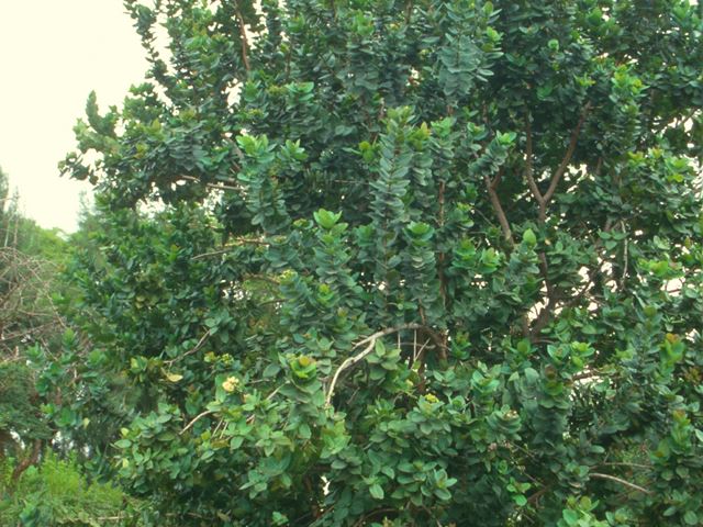 Syzigium cordatum tree 1