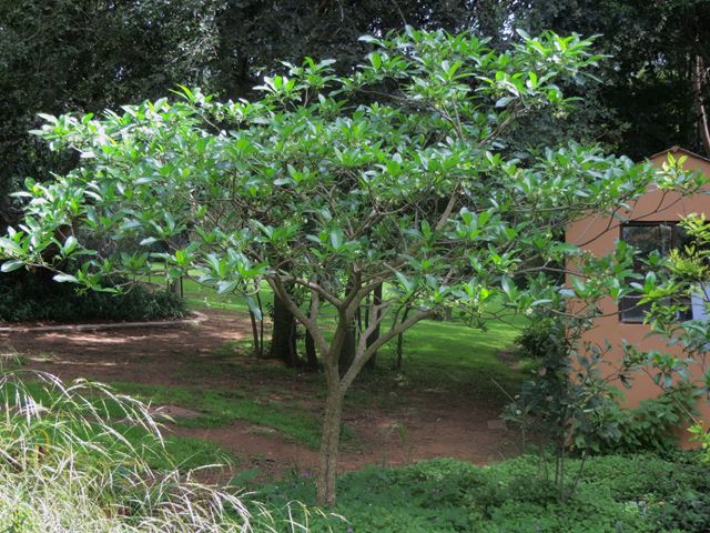Tabernaemontana elegans tree Random Harvest Nursery