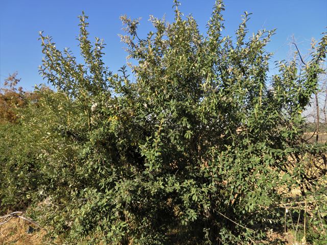 Tarchonanthus camphoratus hardy large shrub aromatic leaves