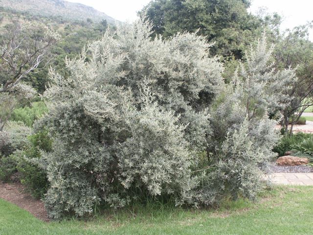 Tarchonanthus camphoratus large shrub 2