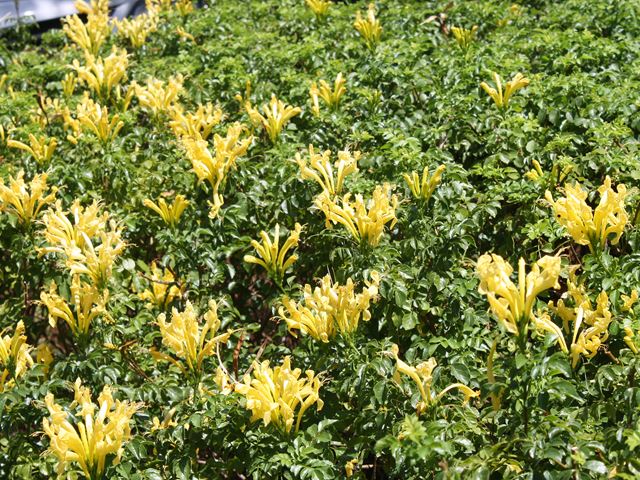 Tecomaria capensis Kaapse kanferfoelie hedge with yellow flowers