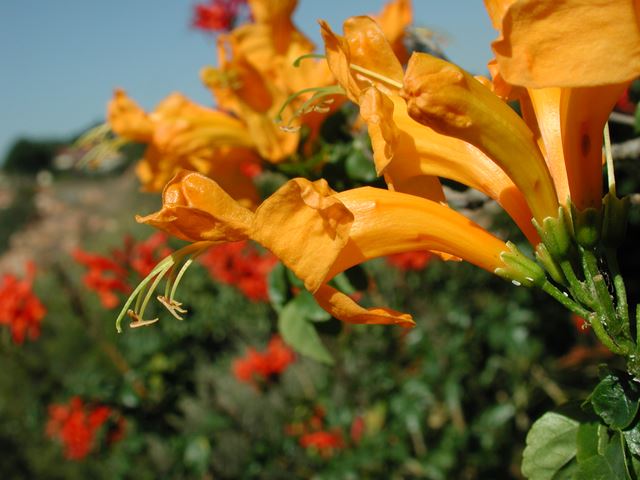 Tecomaria capensis flower 13