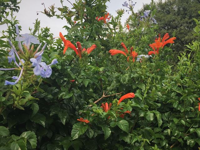 Tecomaria capensis plant with Plumbago auriculata for colourful screen