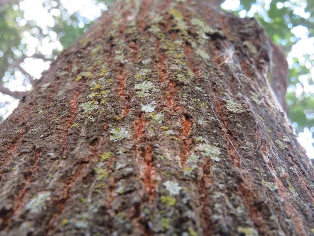 Terminalia phanerophlebia bark