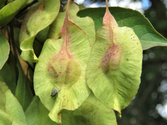 Terminalia phanerophlebia winged seeds