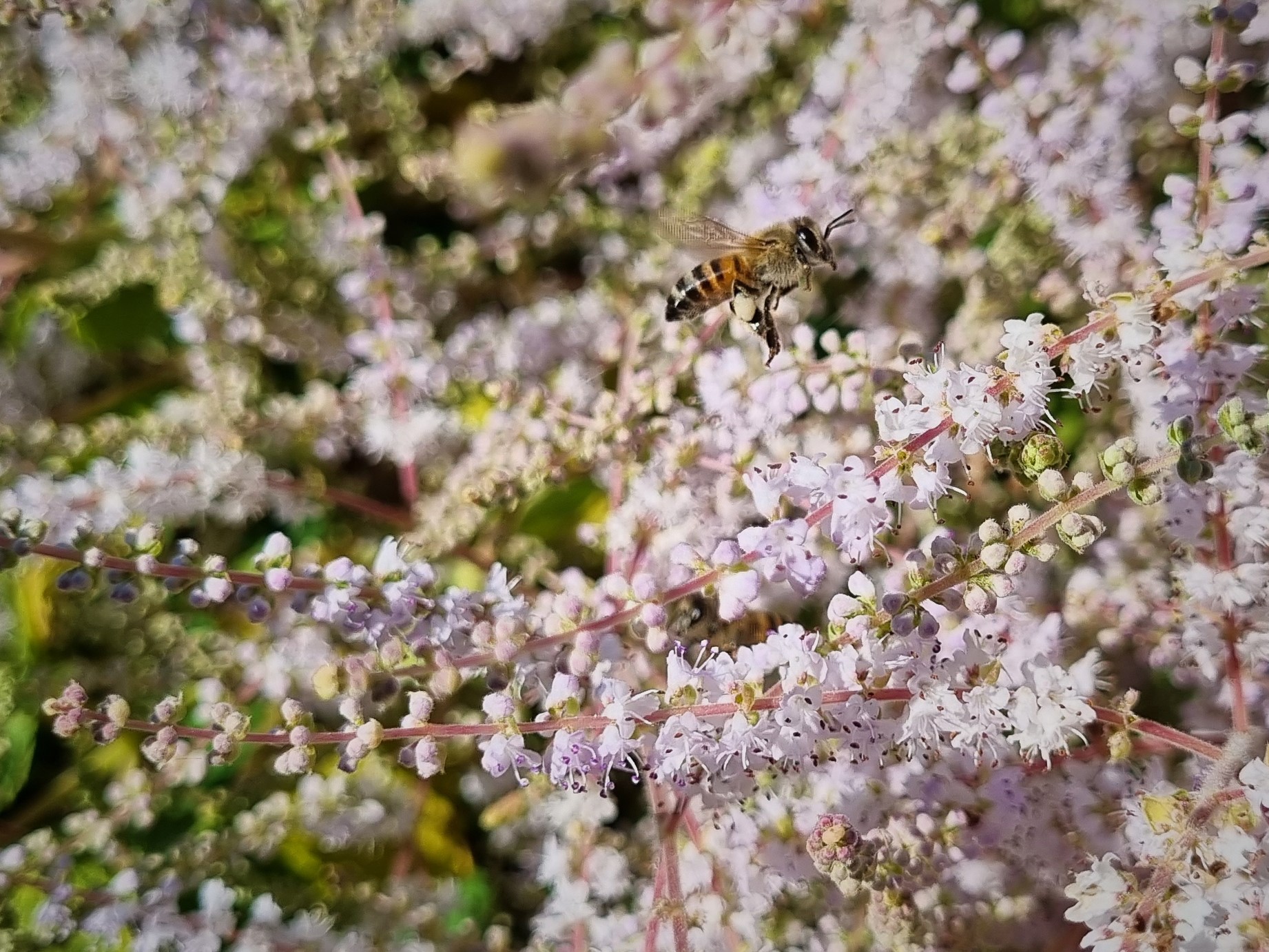 Tetradenia riparia Ginger Bush, Misty Plume Bush Gemmerbos iBoza