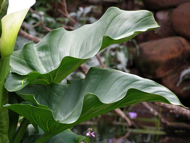 Textural large leaves Arum Lily for shade garden