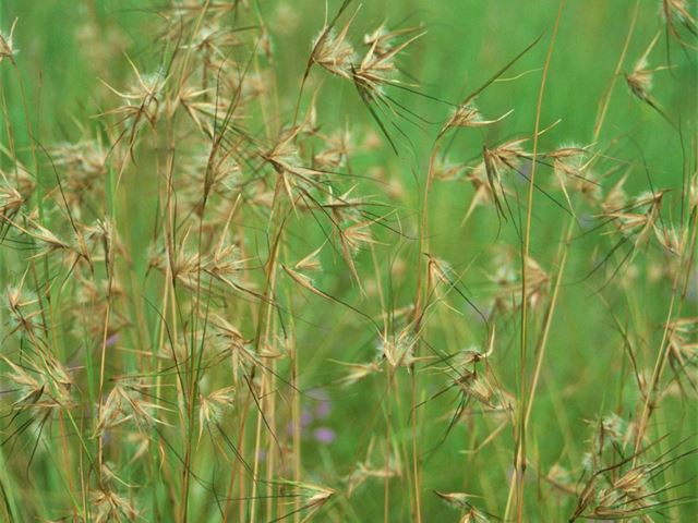 Themeda triandra indigenous veld grass