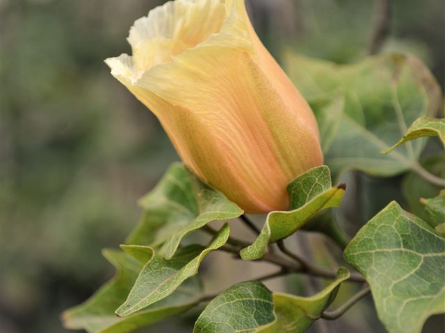 Thespesia acutiloba flowering tree