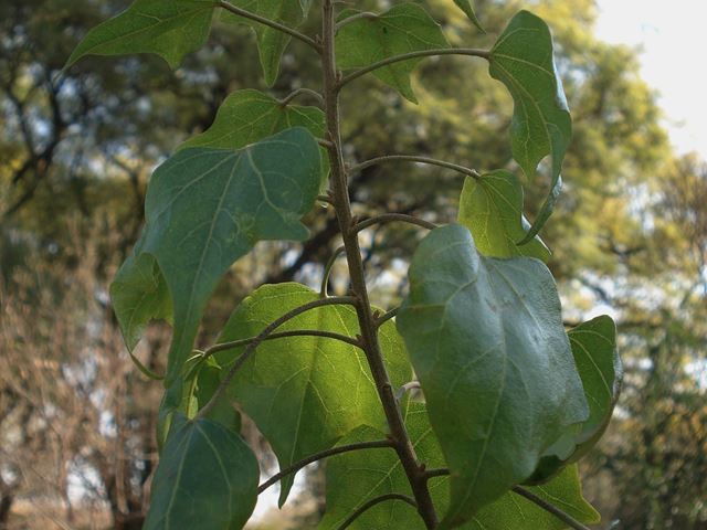Thespesia acutiloba leaves 2