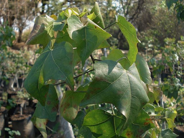 Thespesia acutiloba leaves