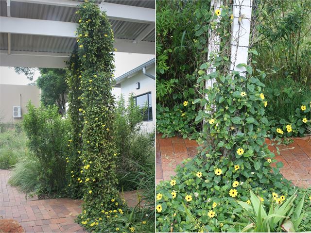 Thunbergia alata climbing pillar at Birdlife SA Garden