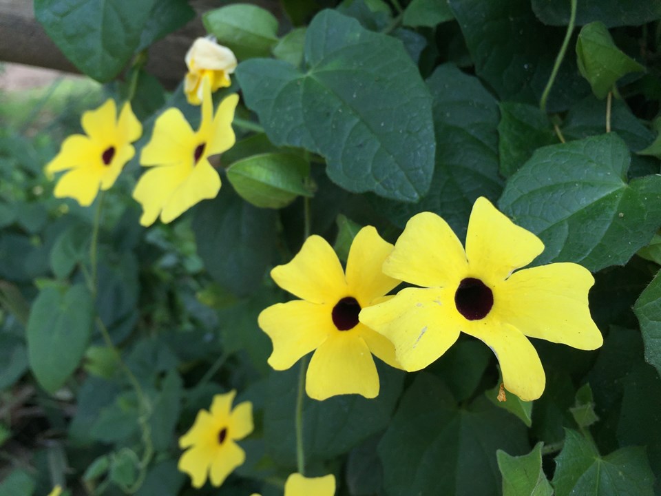 Thunbergia Alata Black Eyed Susan Swartoognooi Isiphondo - 