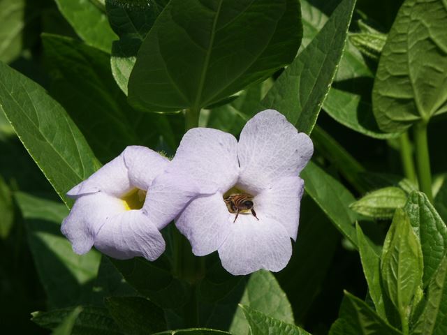 Thunbergia natalensis flower insect pollinator