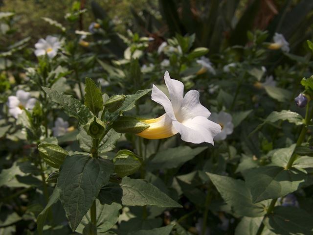 Thunbergia natalensis flower side view