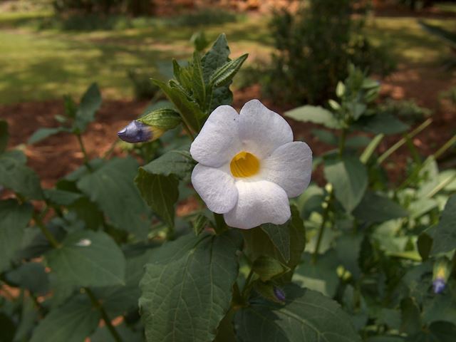 Thunbergia natalensis flower with bud